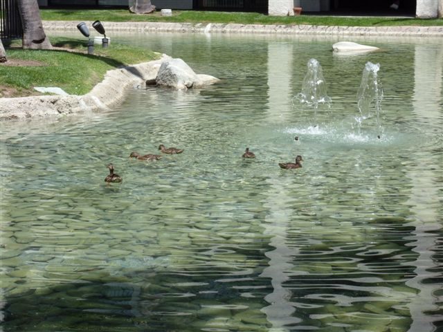Koi pond and fountains